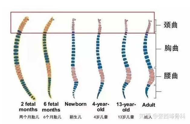 脊柱有四个生理弯曲,颈椎向前凸,胸椎向后凸,腰椎向前凸,骶椎向后凸.