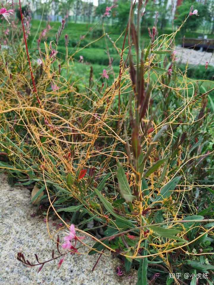 寄生植物菟丝子长什么样