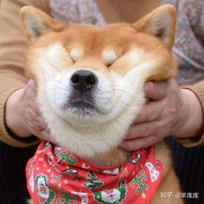 有没有一些柴犬或二哈超可爱的壁纸或头像?