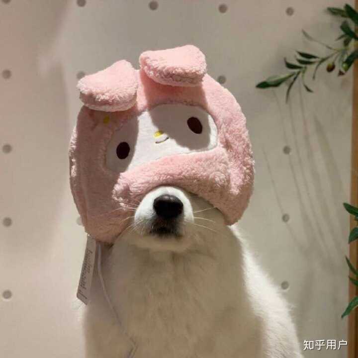 一只看不见 的"狗狗"