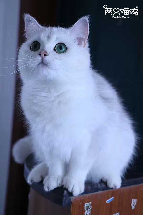 金渐层和银渐层哪个好?