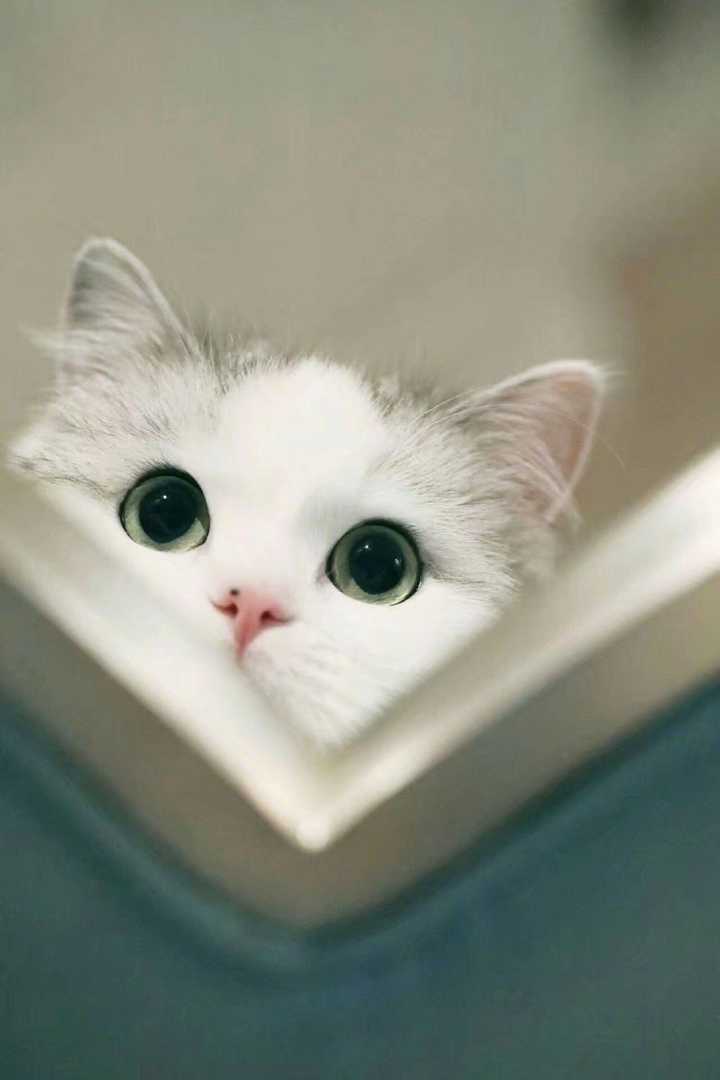 有哪些好看的猫咪壁纸或头像?