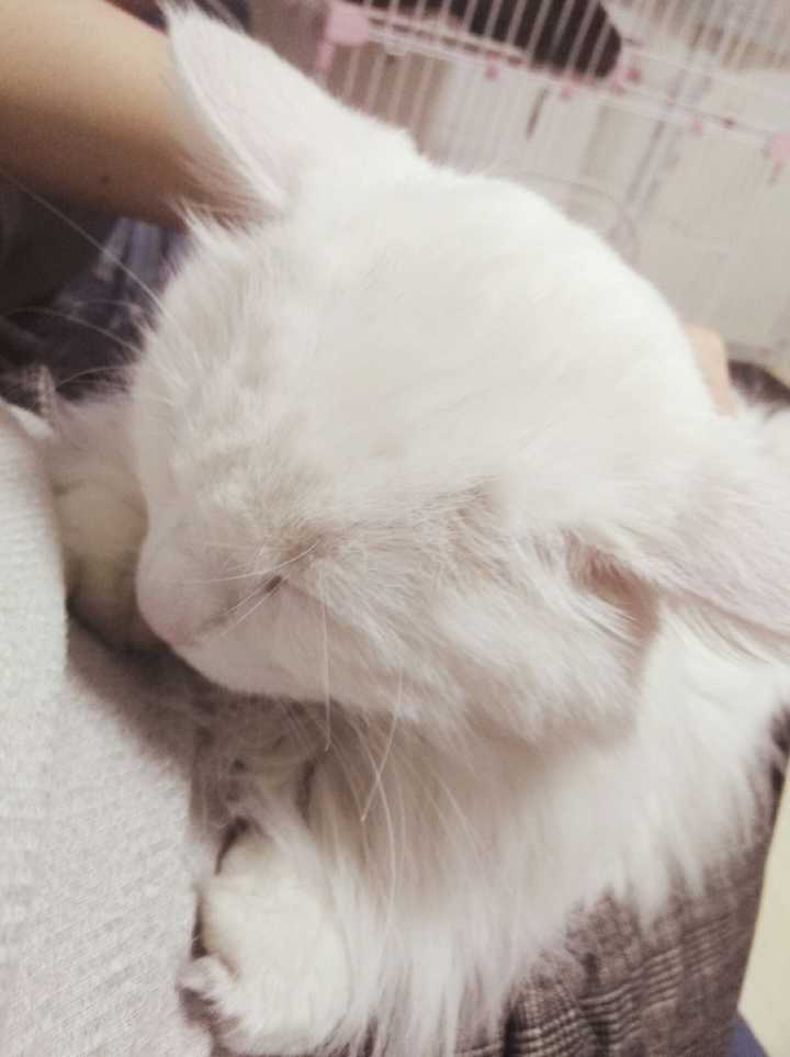 被猫踩奶是一种什么样的体验?