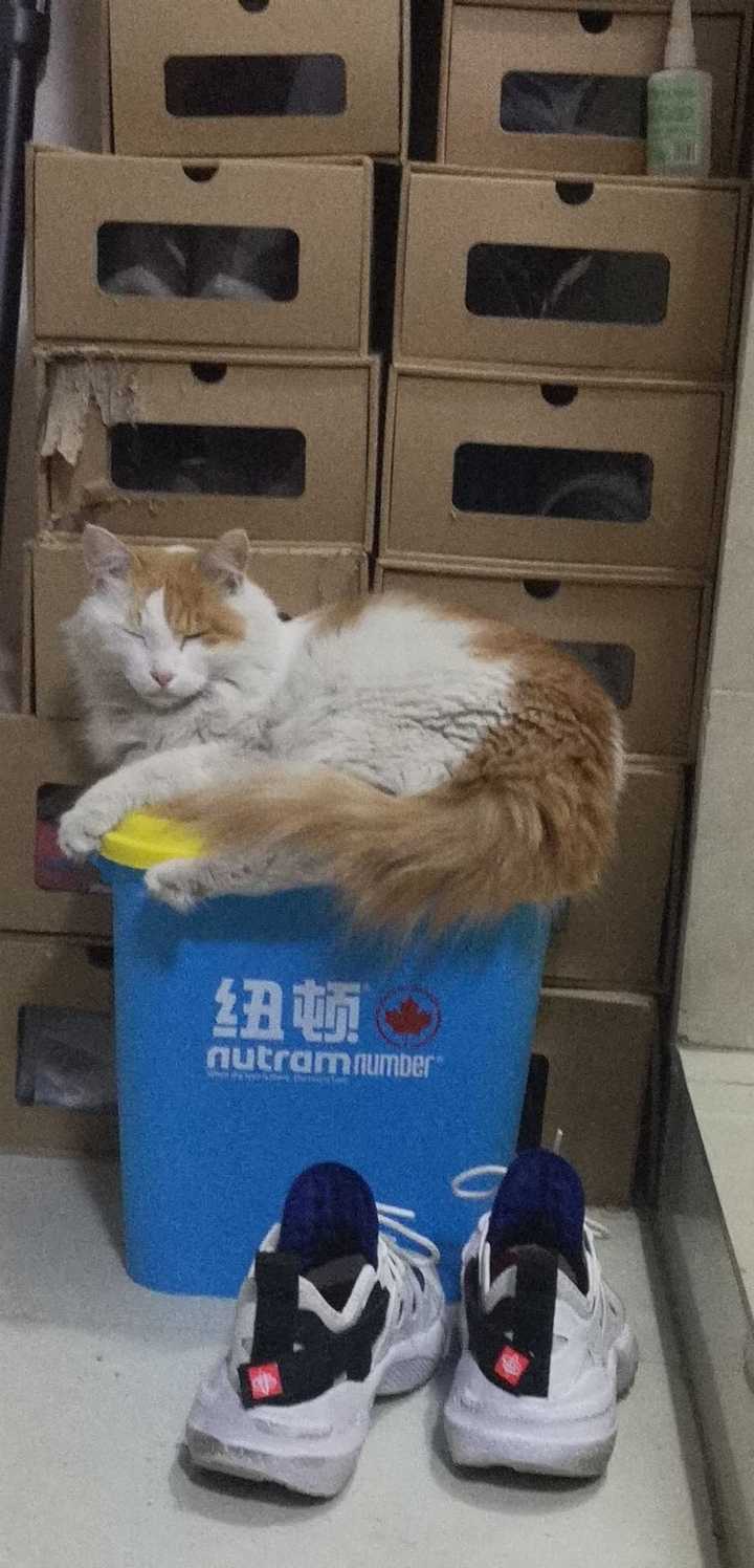 阿比西尼亚猫美短雪鞋猫想养其中的一种大家可以秀猫加推荐吗