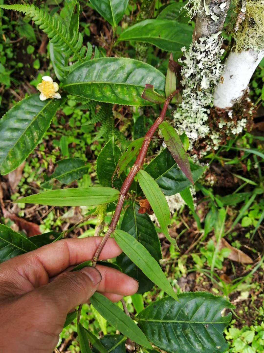 寄生在茶树上的珍稀宝贝,野生石斛