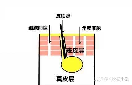 1,角质细胞,角质细胞中含有一些蛋白质,它们可以吸收水分,所以水溶性