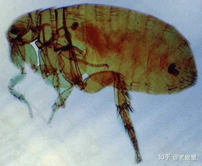 印鼠客蚤