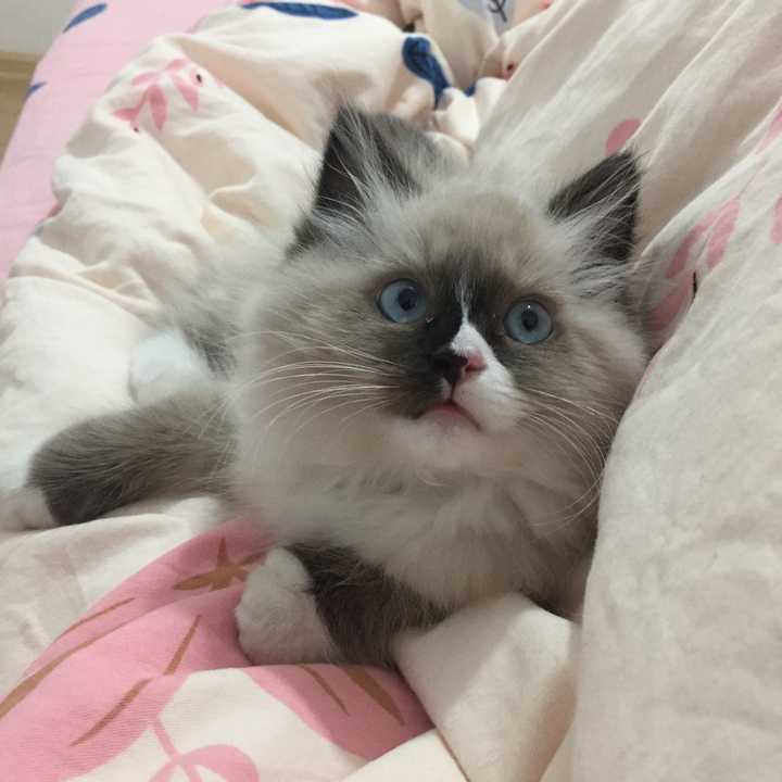布偶猫的颜值下限在哪里?