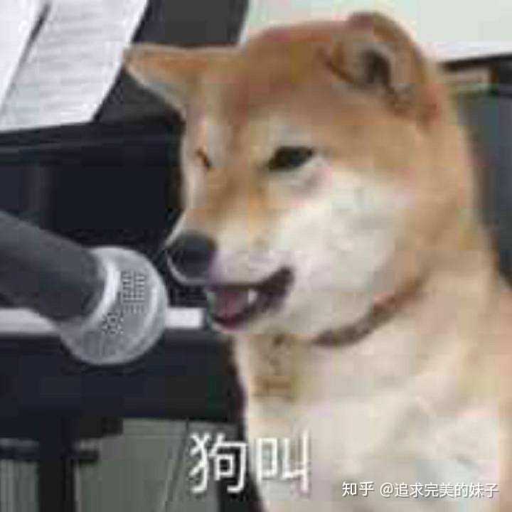 如何评价一个喜欢用动物做头像的人例如猫和狗?
