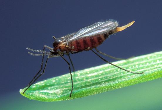 这不是的萤火虫,而是一种蚊子,名为蕈蚊的幼虫,幼体大多数以真菌为食