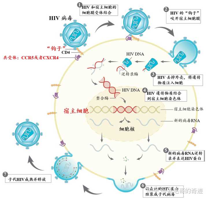 hiv是通过什么途径进入t淋巴细胞的?