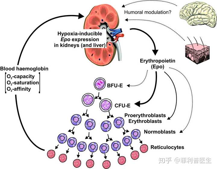 epo,即erythropoietin,促红细胞生成素.