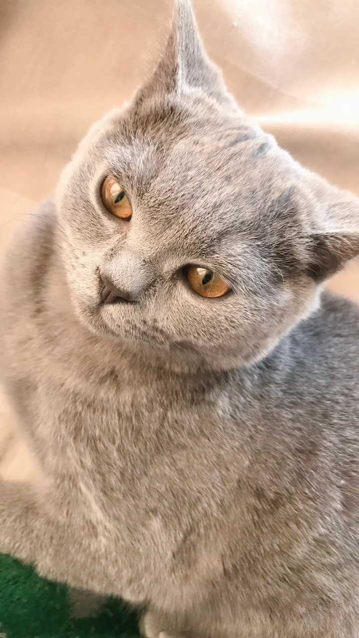 有哪些超级可爱的猫的照片或视频?