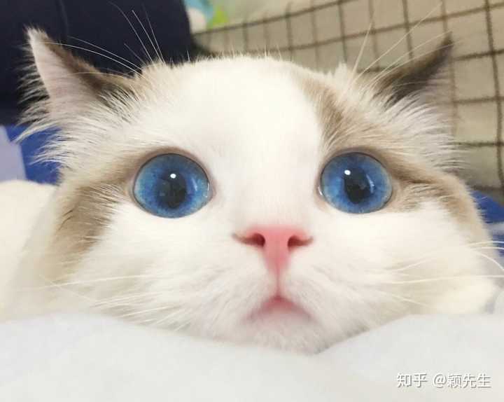 它不可爱吗!有人不想吸吗! 要是我有这么可爱的猫,我能亲疯她:d