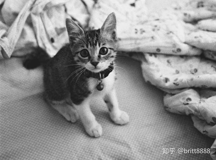 狸花猫好养吗?给主人的生活带来了什么变化?