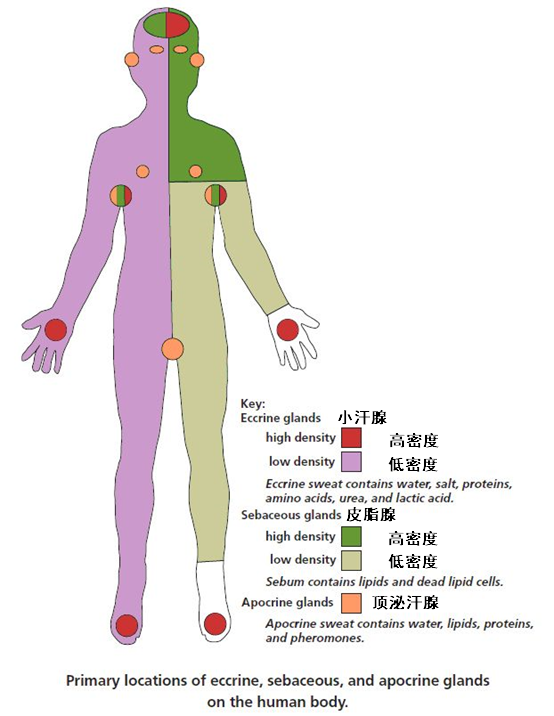 顶泌汗腺/大汗腺(apocrine sweat glands)主要分布在腋窝和生殖器部位