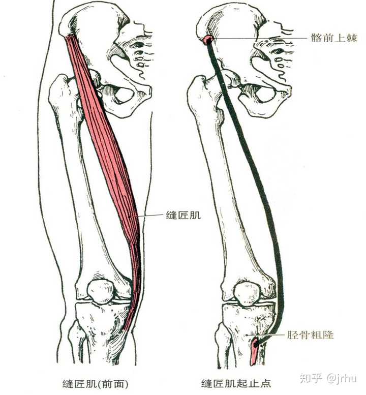 缝匠肌为什么屈膝关节,屈和外旋髋关节?