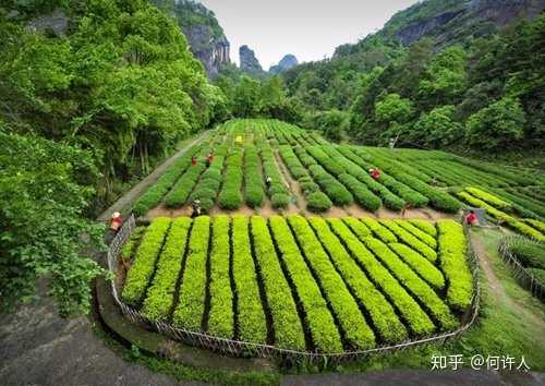 松柏岭高山茶