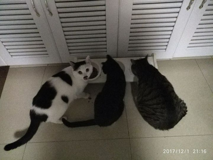 公猫小时候就做了绝育手术,为什么突然开始强奸我家另