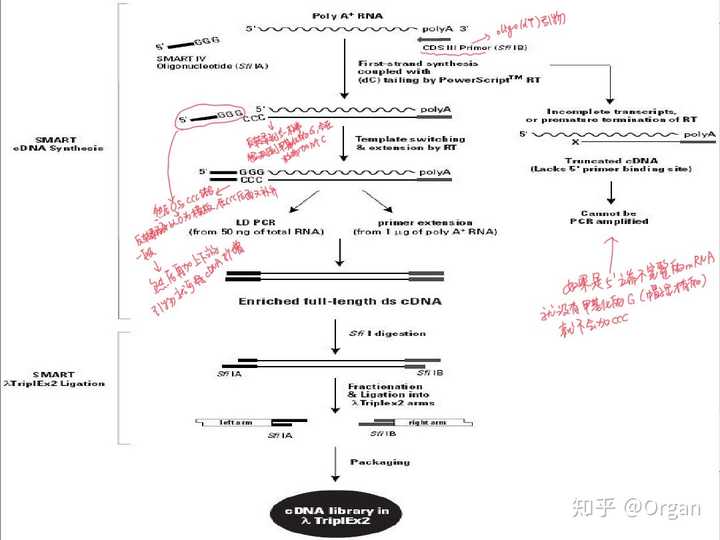 race技术怎么理解?