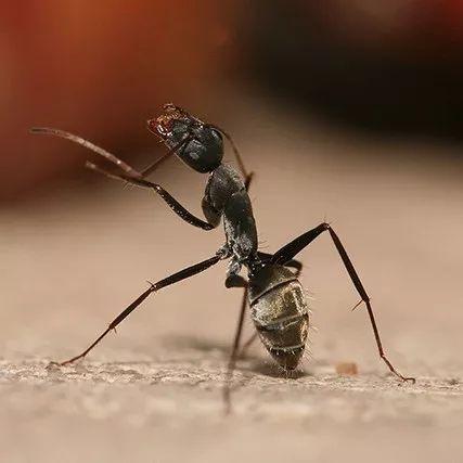 当蚂蚁成了它身体的囚徒mp.weixin.qq.com