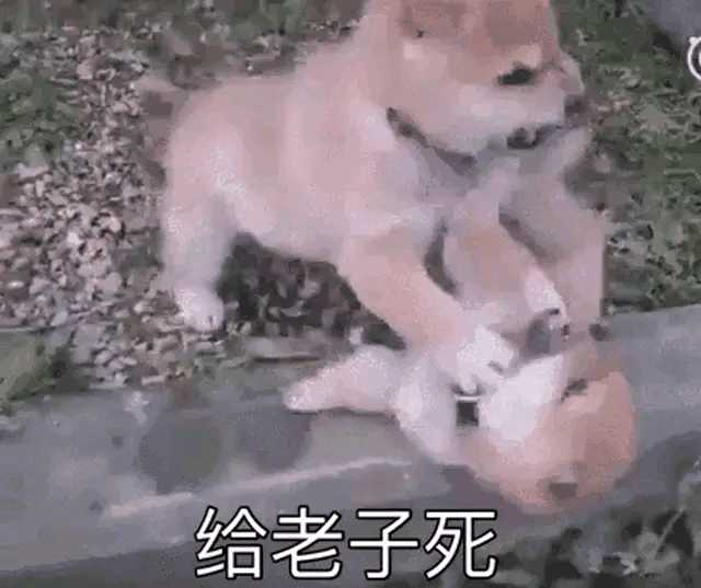 手机里全是表情包,第十五张……难道我是被狗掐死的