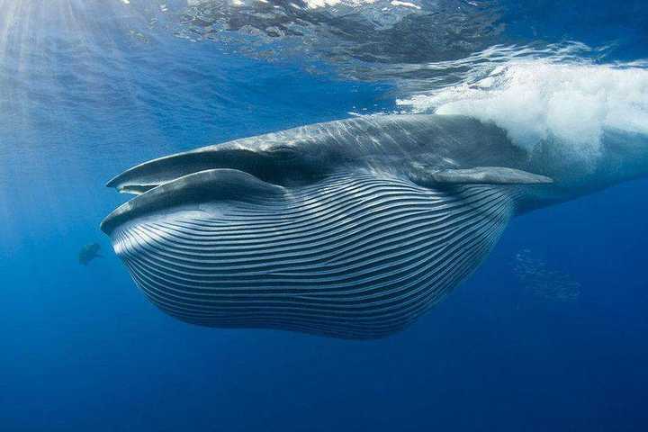如何辨别须鲸这一生物其有哪些饮食习惯