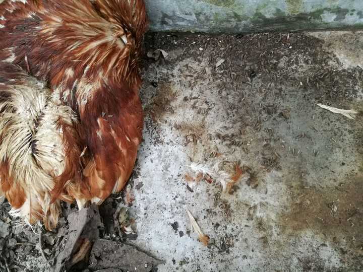 动物腐烂,蛆虫吃完腐肉后,蛆去哪了?