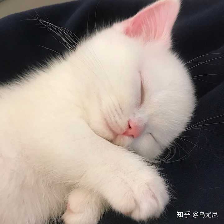 心情不好,可以给我发一些可爱的猫咪图片吗?