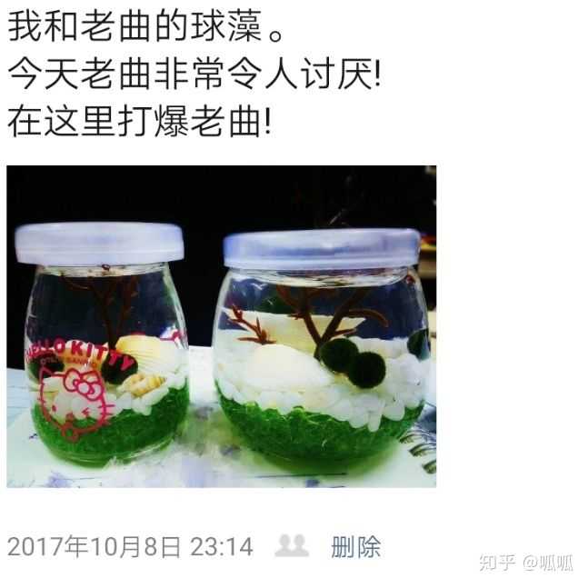 想养球藻,有什么注意事项吗?