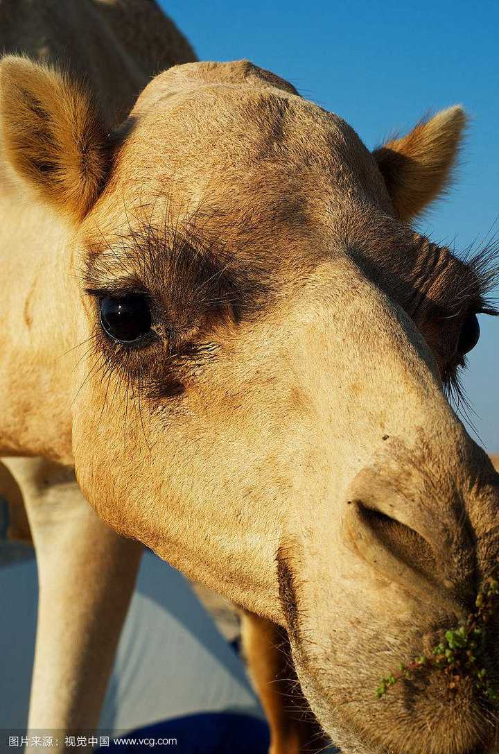 戳眼睛,防灰尘,有谁比我长 如图骆驼