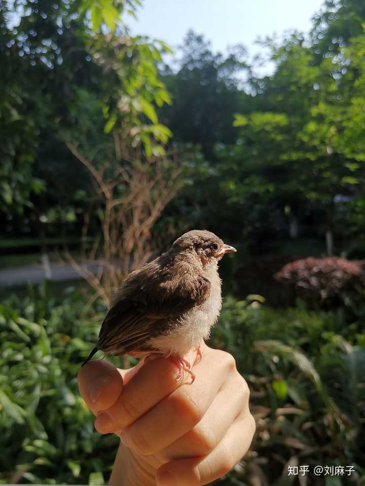 怎么饲养没退黄嘴的小麻雀?