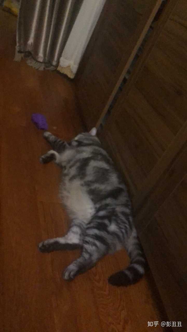 美国短毛猫最大可以长多大?