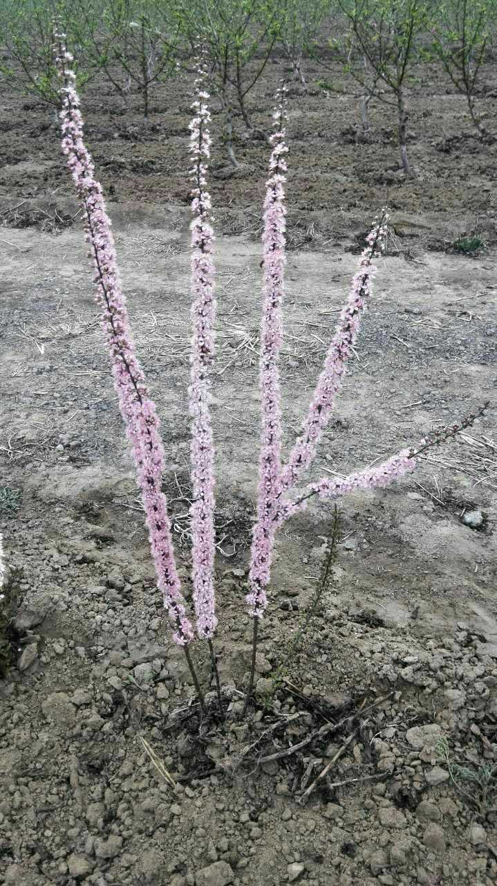 谁知道钙果,开花很美