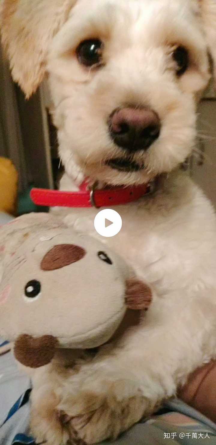 有哪些狗狗小奶狗时期和长大后的对比照片值得分享?