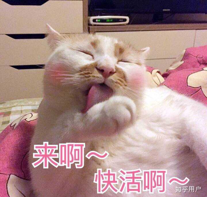 万能表情包?excuse me,当然要举爪我们可爱的楼楼小猫咪了.