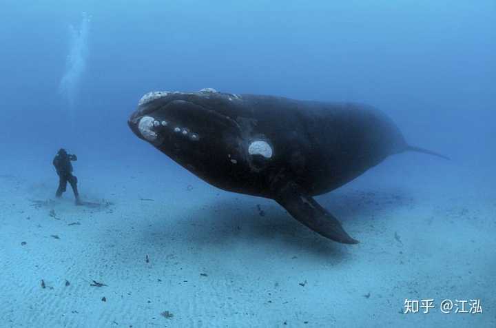 长须鲸( balaenoptera physalus)