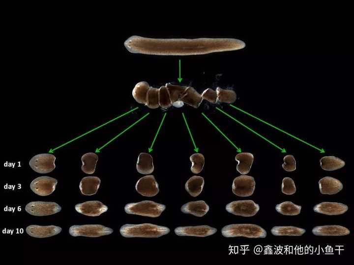 「涡虫」是一种什么样的生物,如何从生物学角度理解它