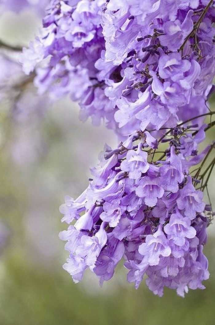 蓝花楹【花语:在绝望中等待爱情】