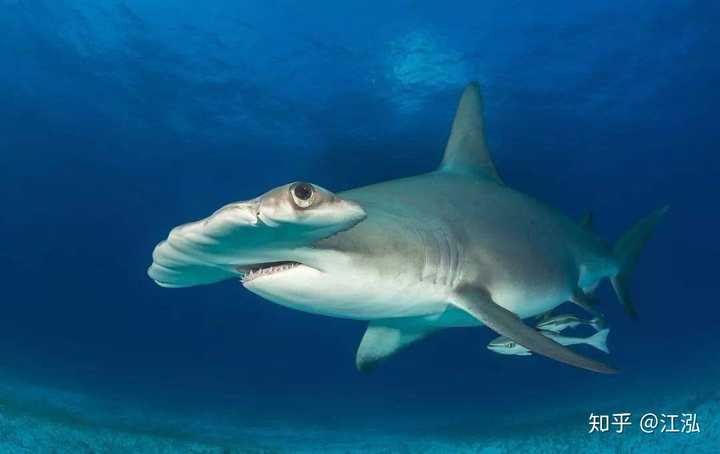 在实际的科学观测中,生物学家发现像 大白鲨,虎鲨,双髻鲨,灰鲭鲨