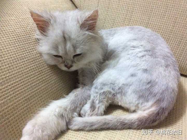 小病猫长大之后怎么样了?