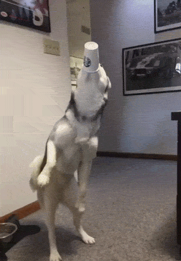 有哪些搞笑的动图/gif表情包?