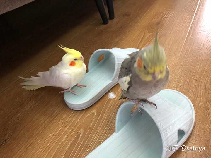 你家的小鹦鹉哪里令你印象最深呢?