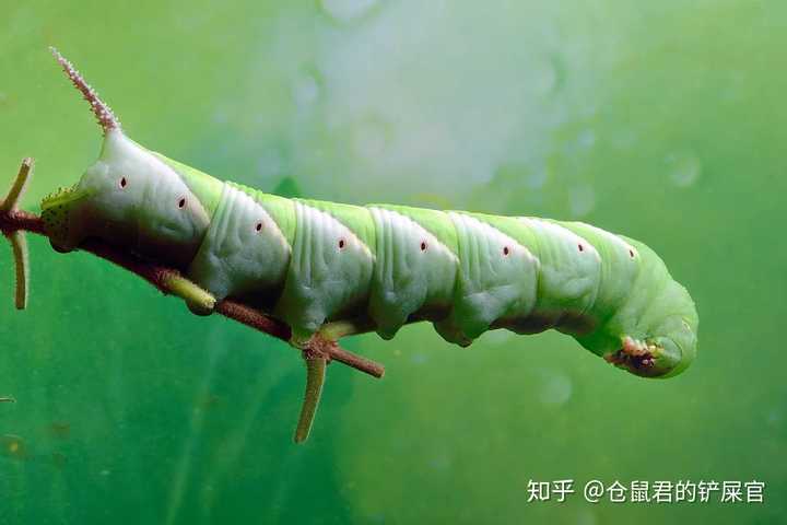 求科普虫子有10厘米左右身上银白色和绿色有一根尖尖的尾巴吃树叶拉