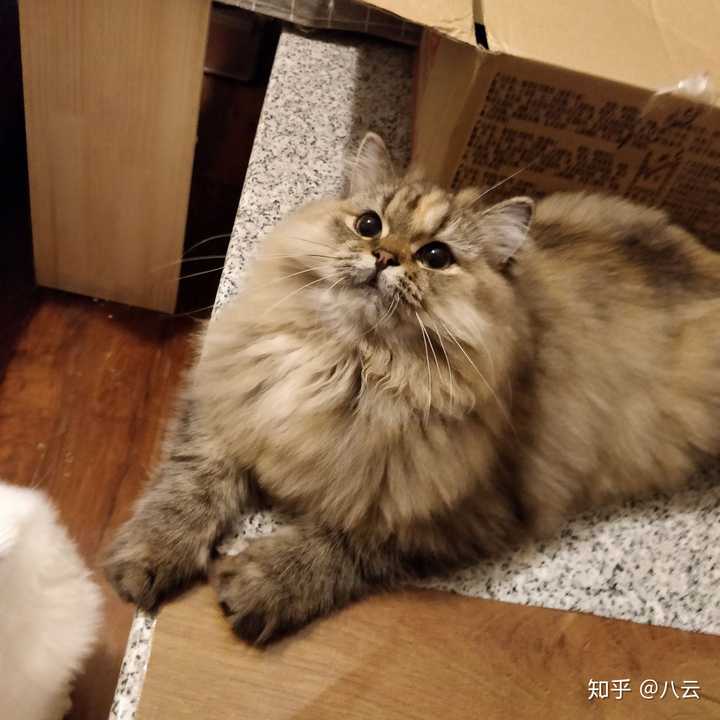 一直犹豫是买长毛渐层比较好还是买拿破仑矮脚猫比较好?