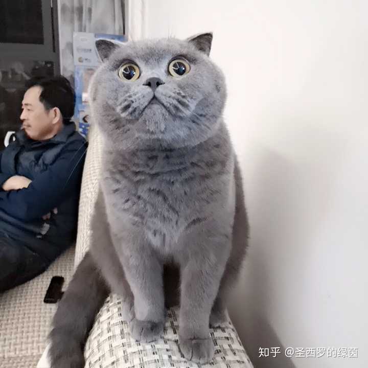 请问大家英短蓝猫在国内是什么价格