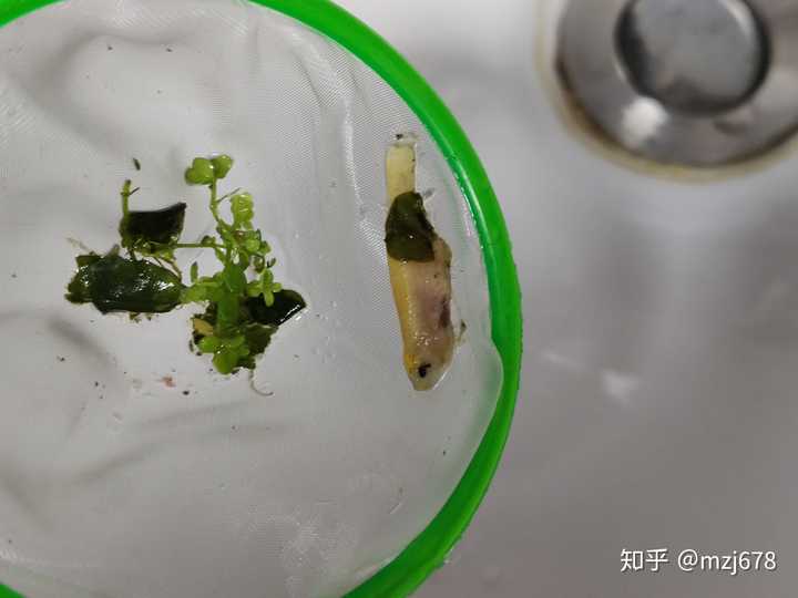 虾没有损失,幸存的一只小虾长大2到3倍,变成有点橘黄色.