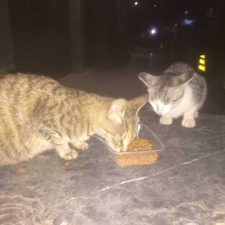 流浪猫会记得经常喂它的人吗?