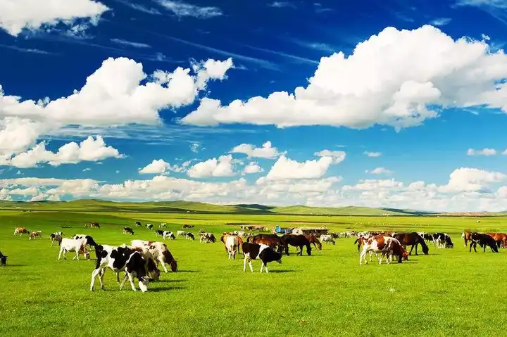 用"天苍苍,野茫茫,风吹草低见牛羊"来形容这个风光旖旎的大草原是最