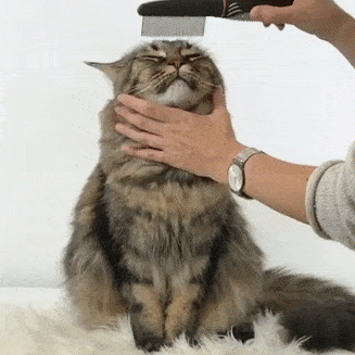 以免一些对猫咪有害的化学成分被猫舔毛的时候吃进去